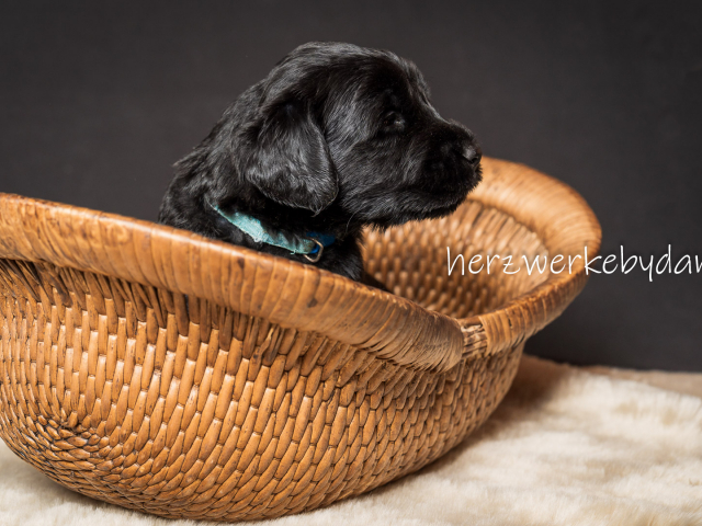 Herr Blau nach 30 Tagen